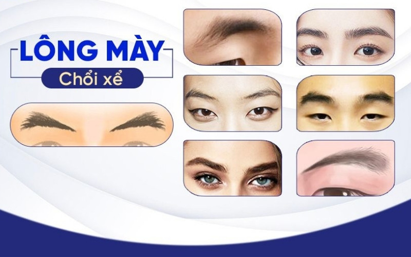 Lông mày chổi xể nổi bật với phần đuôi xòe ra như chiếc chổi