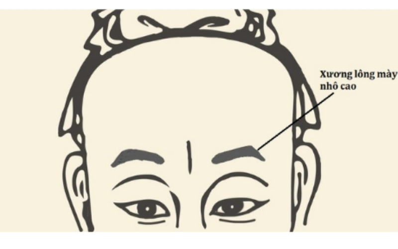 Xương lông mày nhô cao biểu thị sự thành công, tham vọng lớn và khả năng thăng tiến