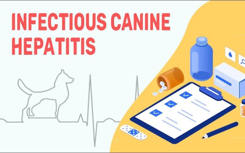 Bệnh viêm gan truyền nhiễm ở chó