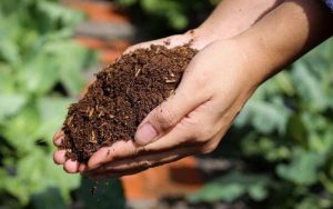 Bừa và đập đất có tác dụng gì?