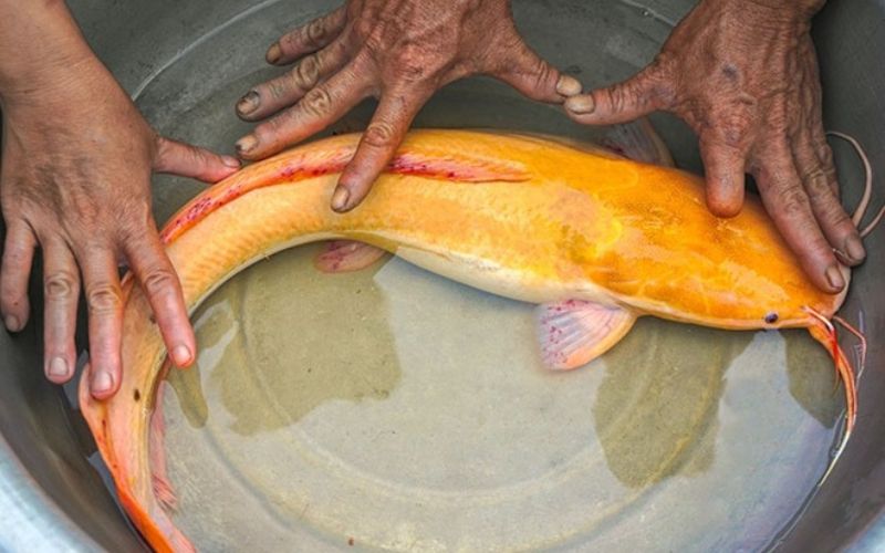 “Trê” trong cụm từ chỉ cá trê