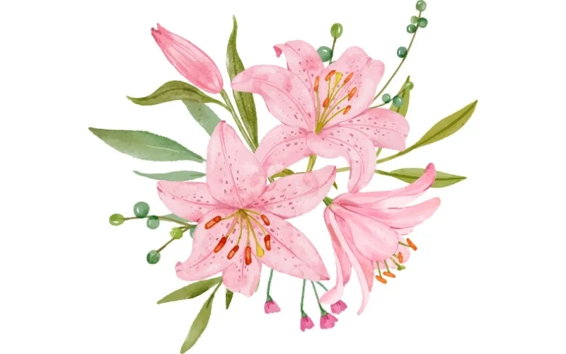 Bách hợp theo nghĩa cổ điển là ám chỉ loài hoa cùng tên