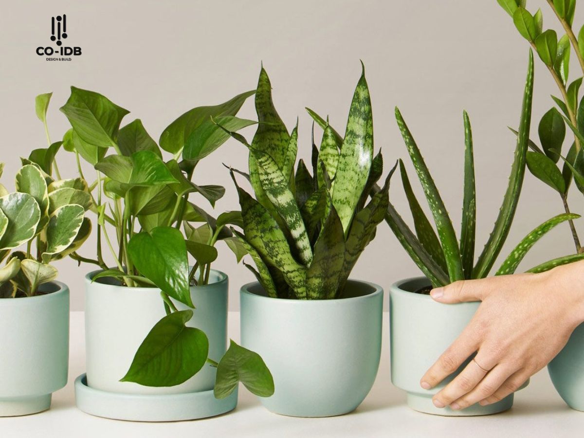 Small to medium Feng Shui plants for offices