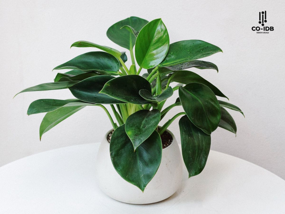 King of Heart plant in executive office